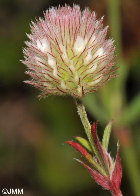 Trifolium arvense