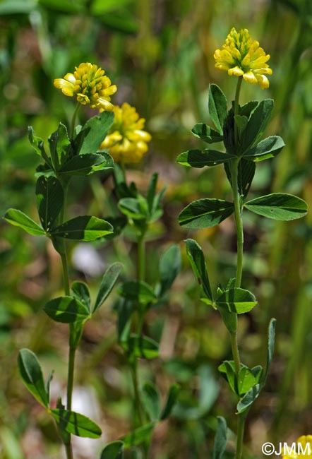 Trifolium aureum