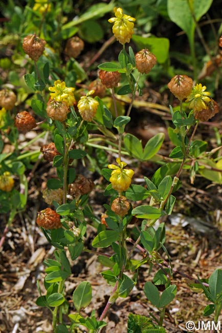 Trifolium aureum