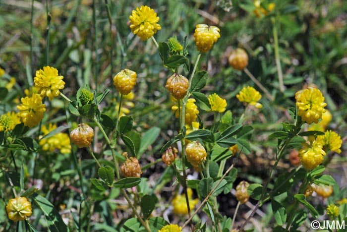 Trifolium aureum