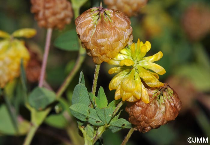 Trifolium aureum