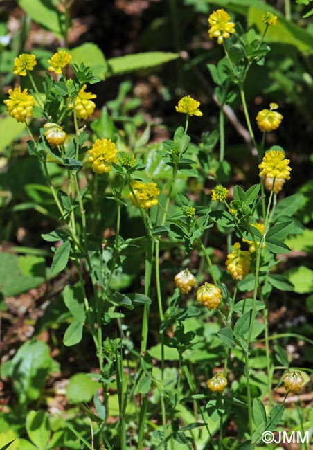 Trifolium aureum