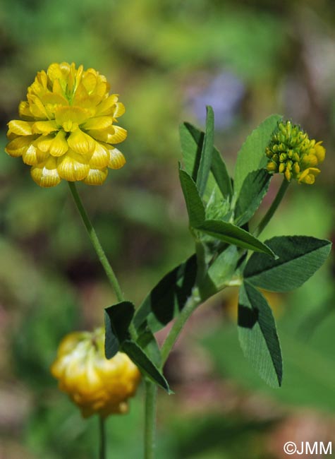 Trifolium aureum