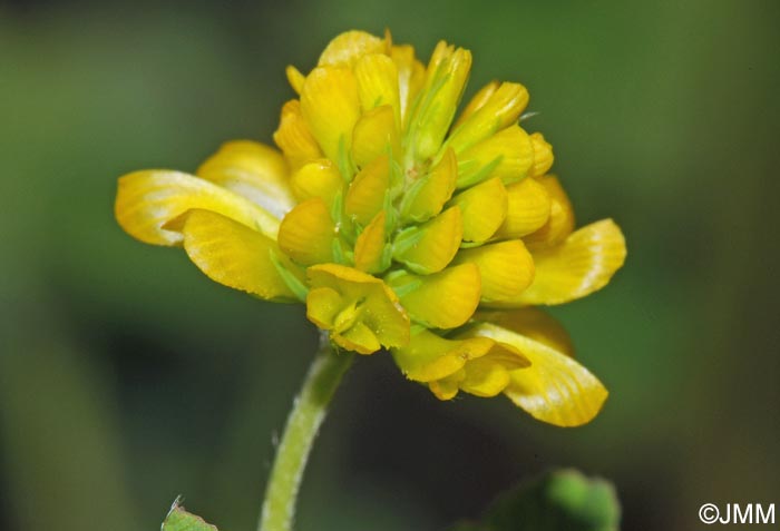 Trifolium aureum