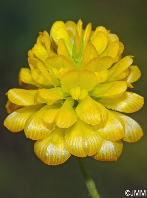 Trifolium aureum