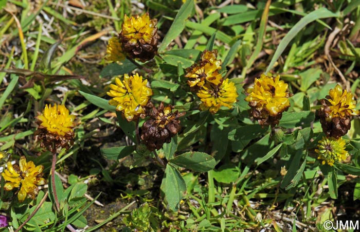 Trifolium badium