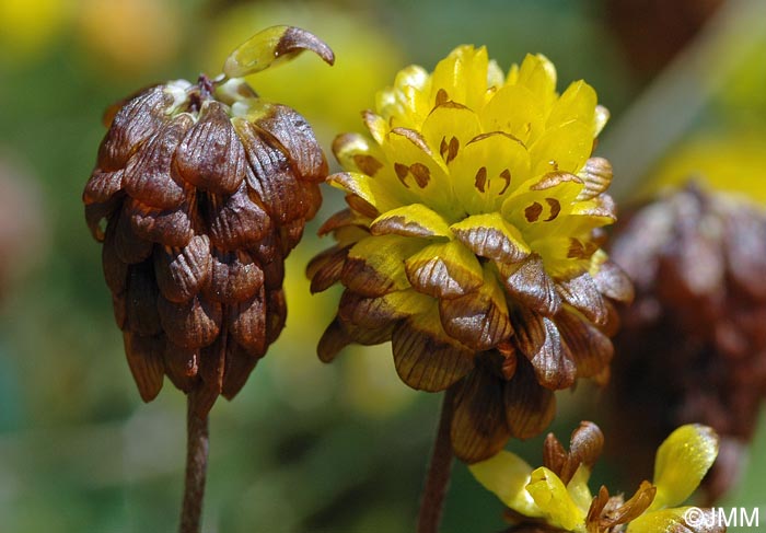 Trifolium badium