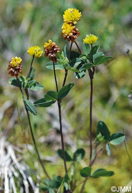 Trifolium badium