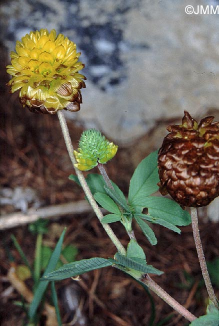 Trifolium badium