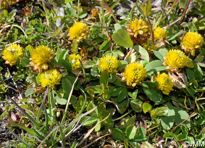 Trifolium badium