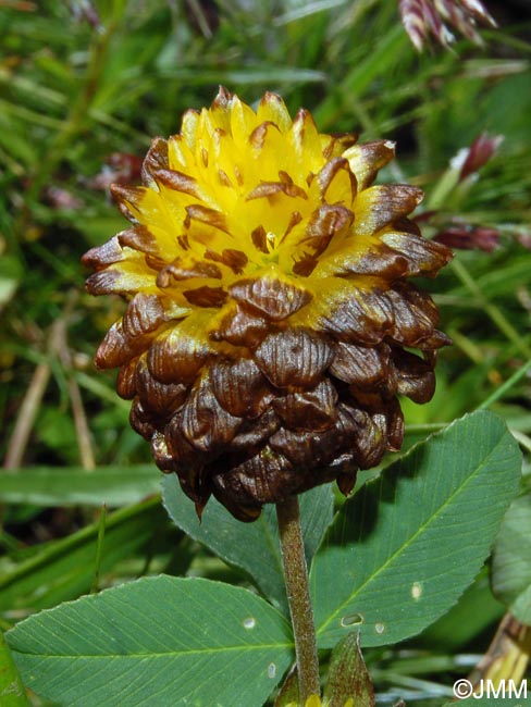 Trifolium badium