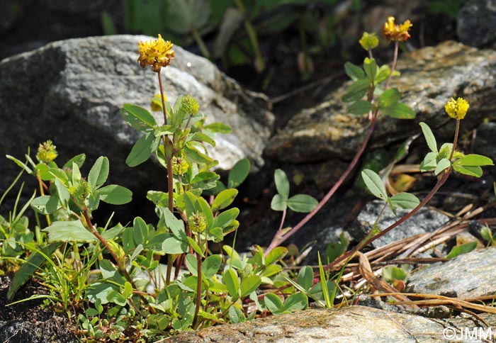 Trifolium badium