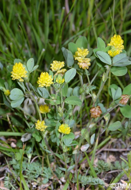 Trifolium campestre