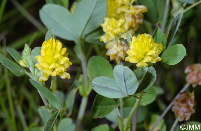 Trifolium campestre