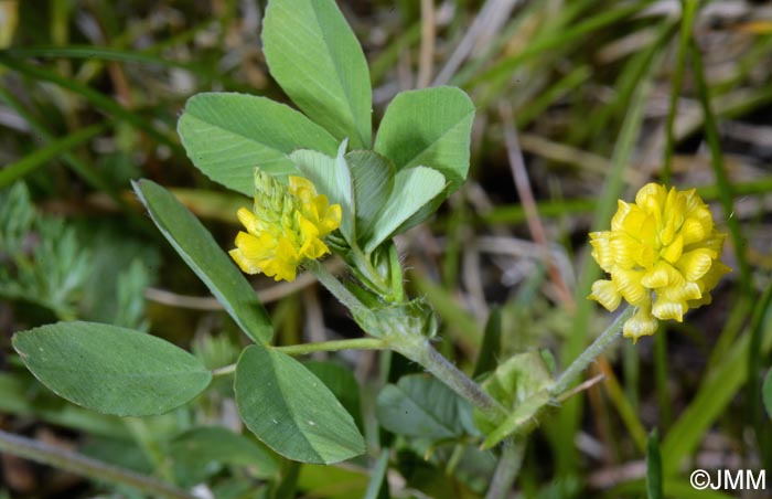 Trifolium campestre