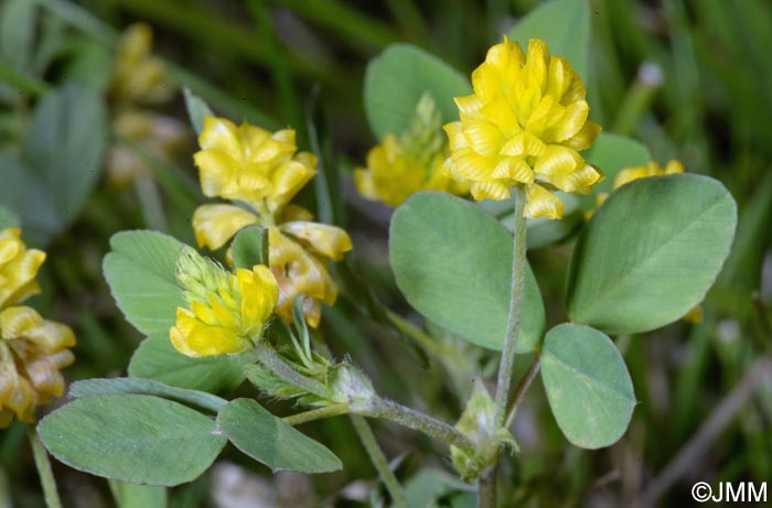 Trifolium campestre