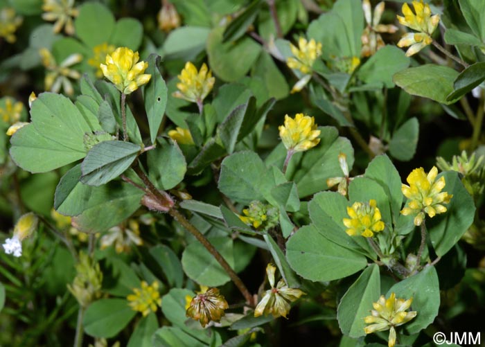 Trifolium dubium