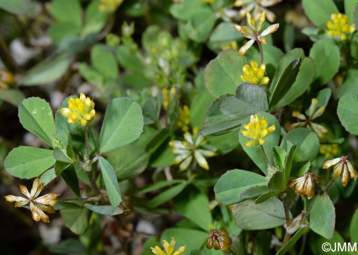 Trifolium dubium