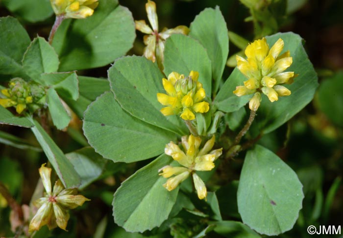 Trifolium dubium