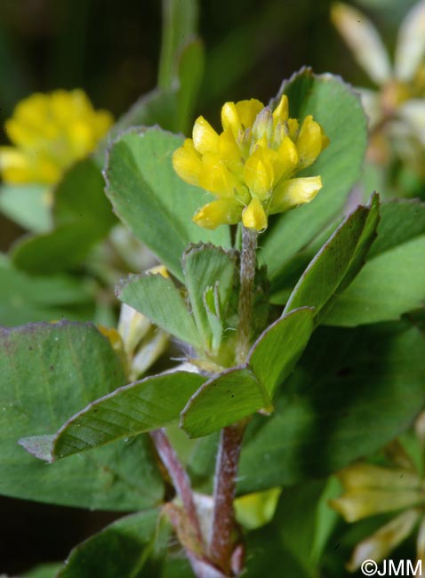 Trifolium dubium