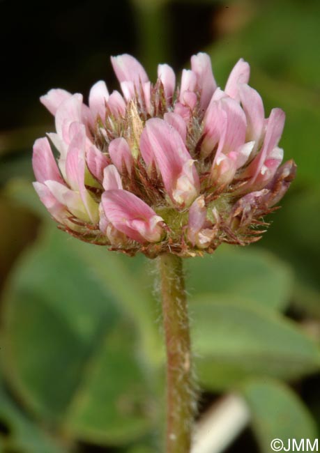 Trifolium fragiferum