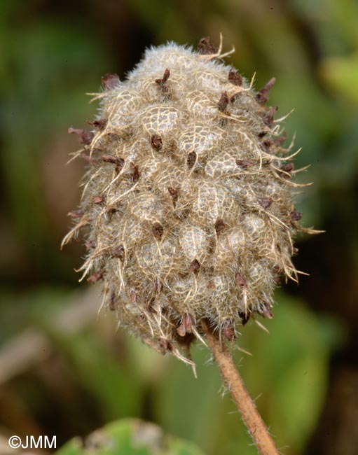 Trifolium fragiferum