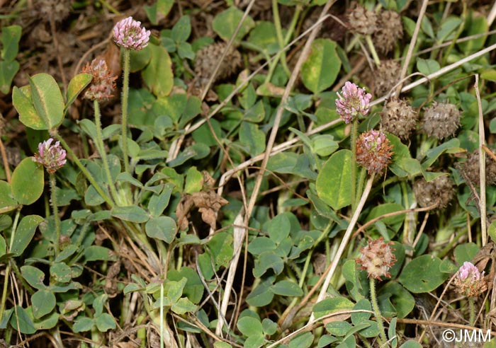 Trifolium fragiferum