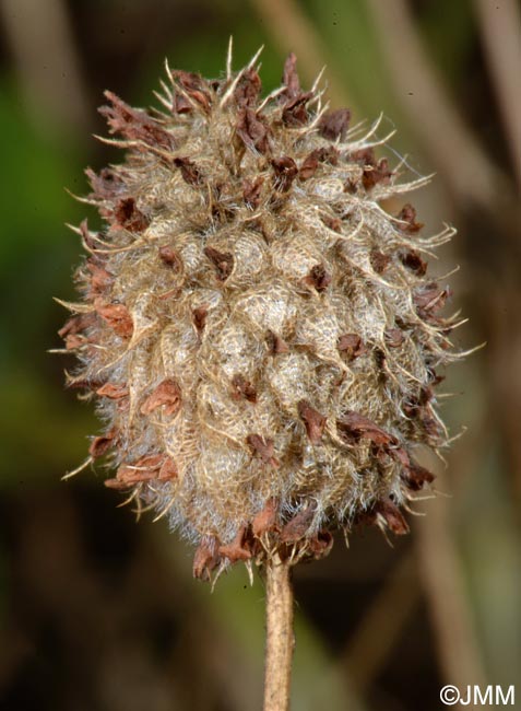 Trifolium fragiferum