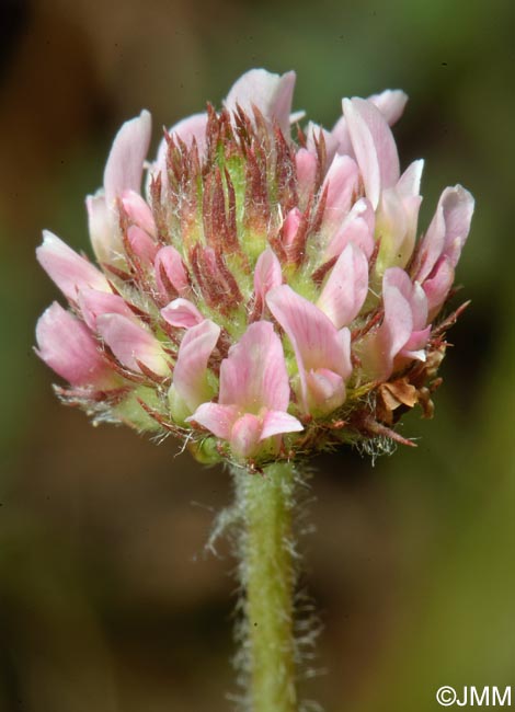 Trifolium fragiferum