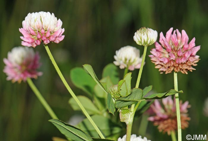 Trifolium hybridum