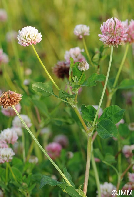 Trifolium hybridum