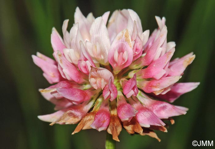 Trifolium hybridum