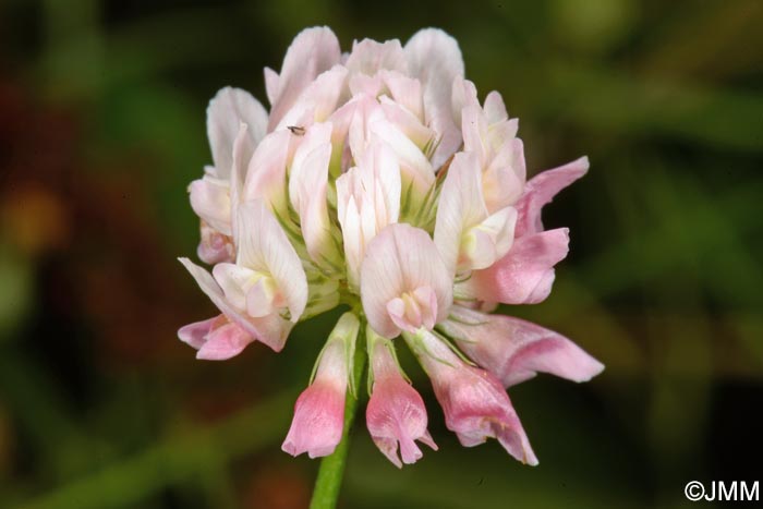 Trifolium hybridum