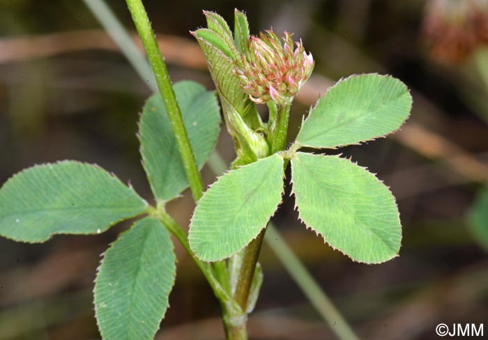 Trifolium hybridum