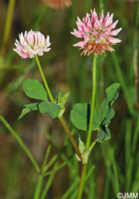 Trifolium hybridum