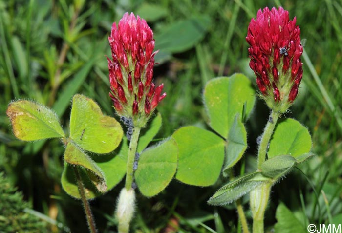 Trifolium incarnatum