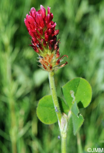 Trifolium incarnatum