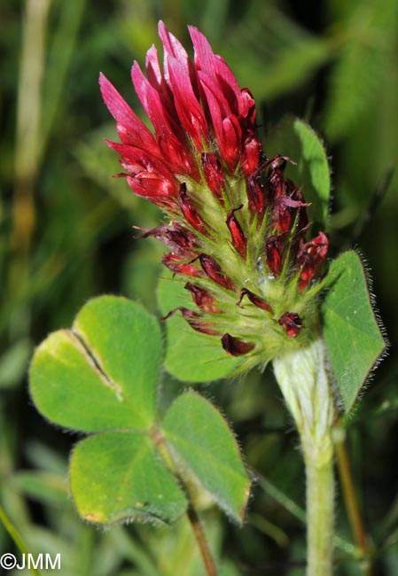 Trifolium incarnatum