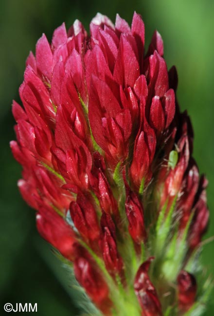 Trifolium incarnatum