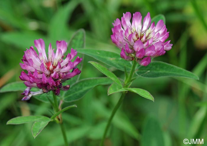 Trifolium medium