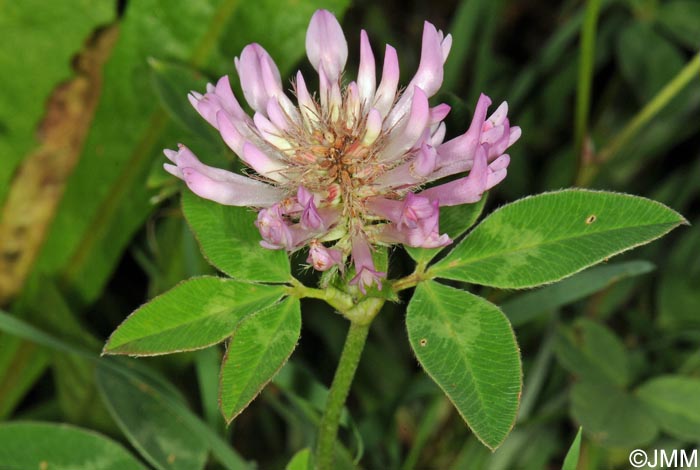 Trifolium medium