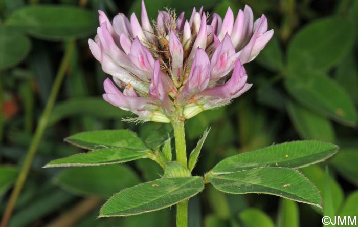 Trifolium medium