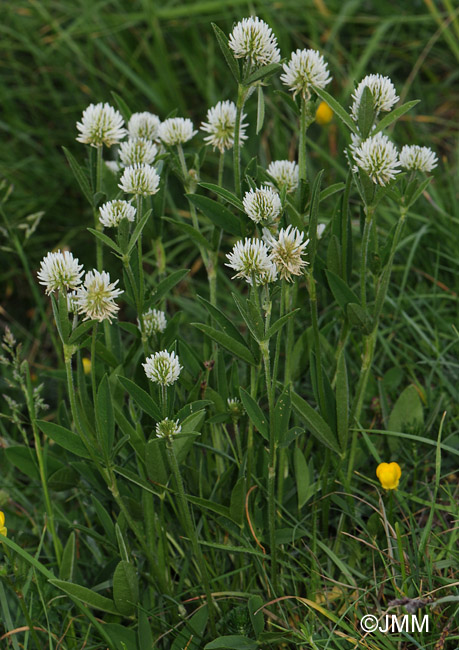 Trifolium montanum subsp. montanum