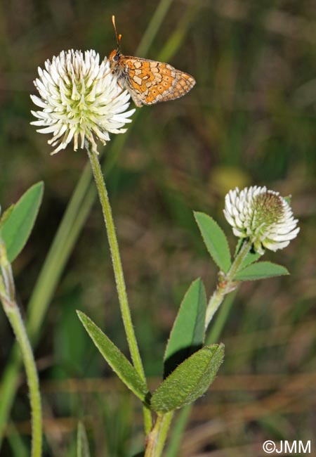 Trifolium montanum subsp. montanum