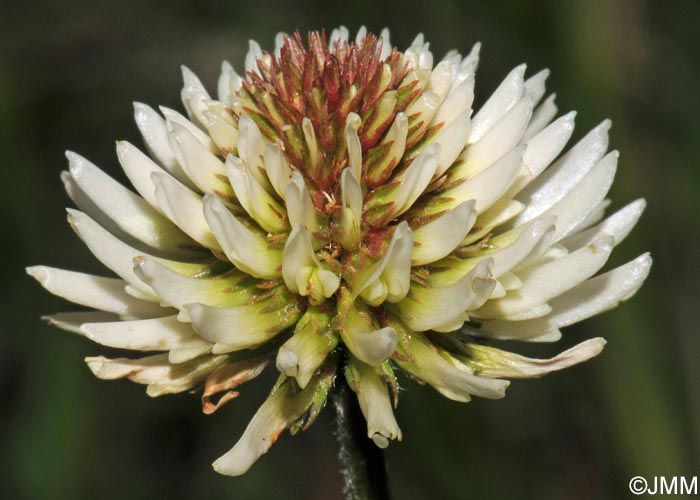 Trifolium montanum subsp. montanum