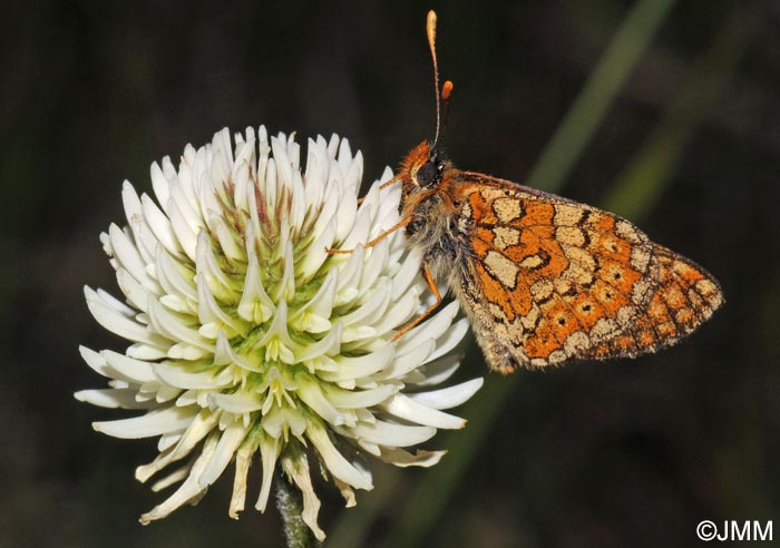 Trifolium montanum subsp. montanum