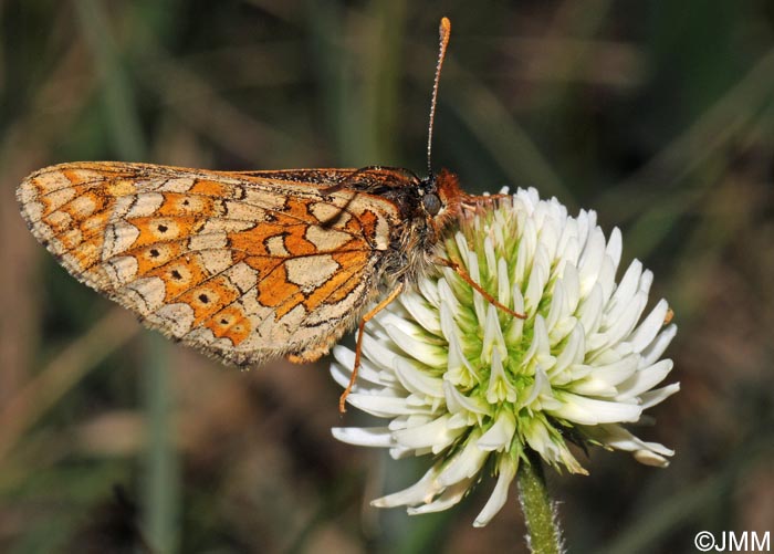 Trifolium montanum subsp. montanum