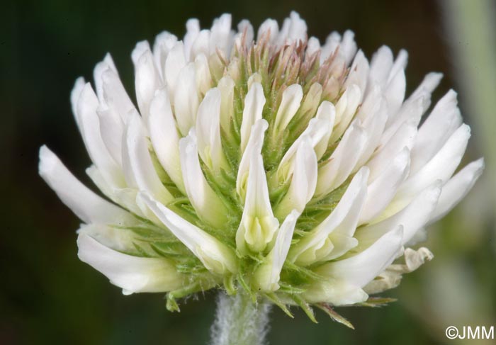 Trifolium montanum subsp. montanum