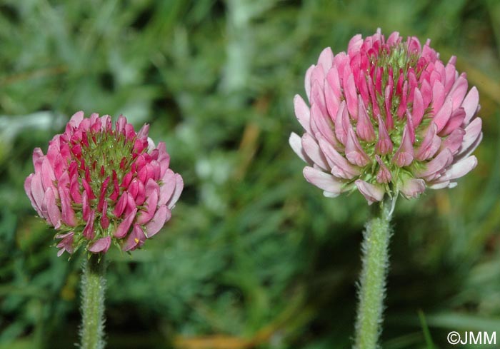 Trifolium montanum subsp. rupestre