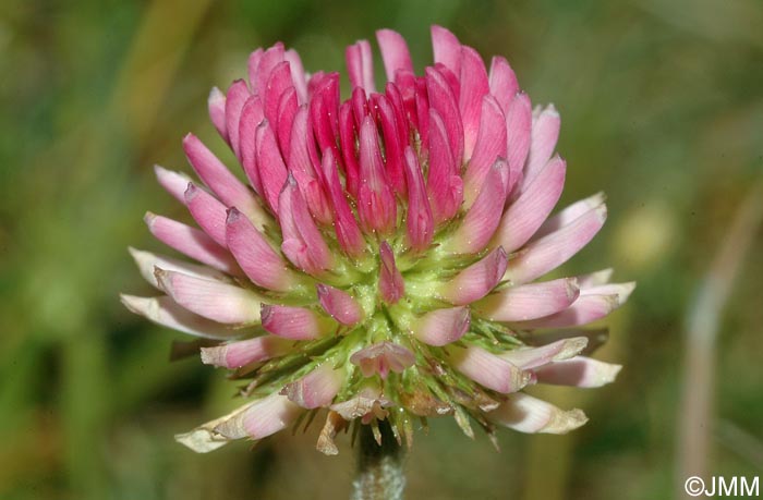 Trifolium montanum subsp. rupestre